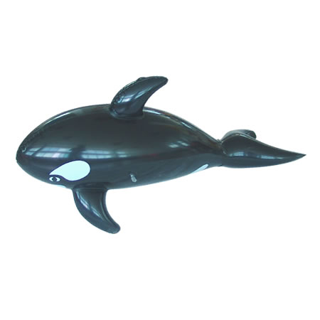 whale,animal species