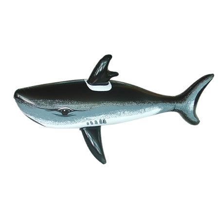 shark,animal species